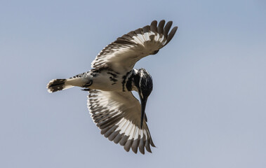 Pied Kingfisher hopping in the air looking for fish in the river.