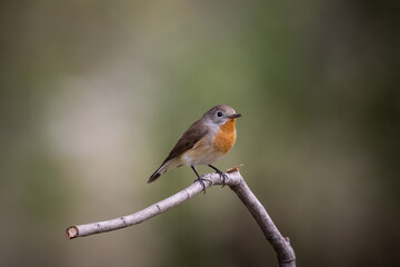 Red-breasted Flycatcher on the branch tree animalportrait.