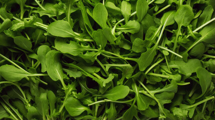 Lots of arugula. Top view of arugula. Vegetables. Agriculture.