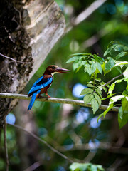 kingfisher on a branch