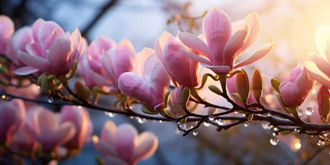 Fototapeten magnolia flowers on branch morning dew water drops on summer day in garden © Aleksandr