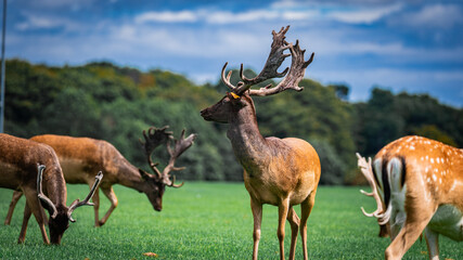 Naklejka premium Deer in Phoenix Park, Dublin