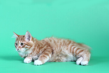 red Kuril bobtail kitten close up photo on green background