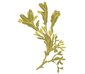 Edible seaweed fucus or bladder wrack. Algae healthy supplement. Vector illustration © Running opossum