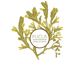 Label for edible seaweed fucus or bladder wrack. Algae healthy supplement. Vector illustration