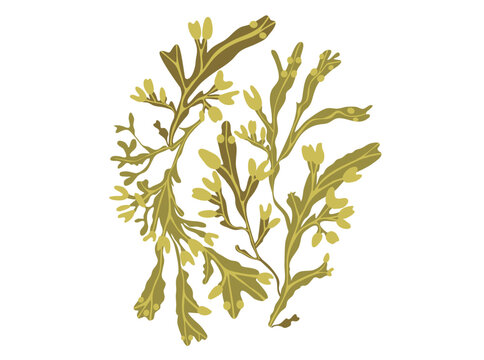 Composition of edible seaweed fucus or bladder wrack. Algae healthy supplement. Vector illustration