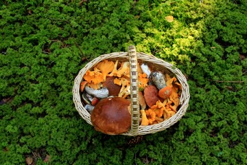 Wicker basket with mushrooms in the forest on green moss on a sunny autumn day
