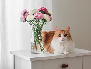 A homemade ginger cat and a bouquet of autumn asters flowers in a glass vase on a white dresser in the living room