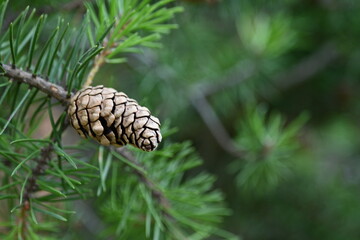 macro pine branch with cone close-up, green branches of a coniferous tree with cones