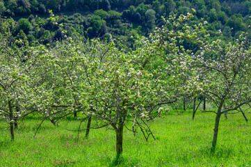 Apple tree orchards in Asturias, spring white blossom of apple trees, production of famous cider in...