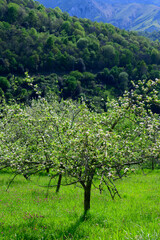Fototapeta na wymiar Apple tree orchards in Asturias, spring white blossom of apple trees, production of famous cider in Asturias, Comarca de la Sidra region, Spain