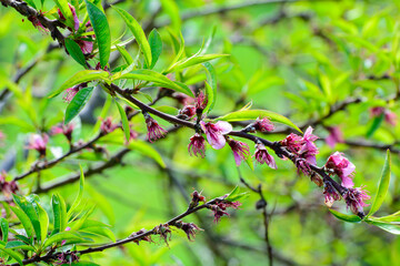 Pink peach tree blossom, springtime in farm orchard, nature background with blue sky
