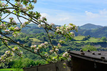 Apple tree orchards in Asturias, spring white blossom of apple trees, production of famous cider in...