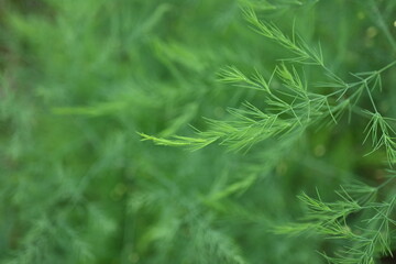 gradient of green color, texture of asparagus branches, green natural background, steady development of the psyche