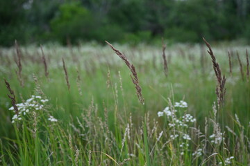 ripe ear of mixed grass on the background of a blurred meadow 