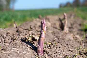 Green asparagus sprouts growing on bio farm field in Limburg, Belgium