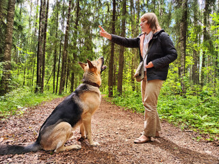 The girl or woman trains German Shepherd dog in the spring, summer, and autumn forest. Walk and...