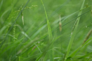 uicy green summer grass in the meadow, succulent green cereal plants in the field, tender green meadow spikelets, grass texture background, close-up spikelets moving in the wind	
