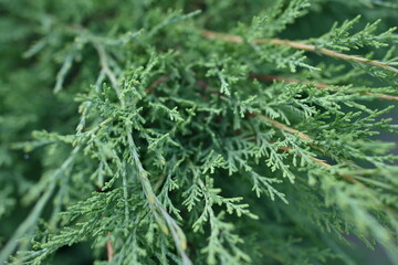 macro-green juniper branch as background, green texture of pine needles 

