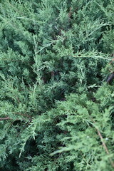 teal background of green juniper branches, dark cyan juniper bush close-up, background for banner close-up, sustainable development