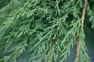 teal background of green juniper branches, dark cyan juniper bush close-up, background for banner close-up, sustainable development
