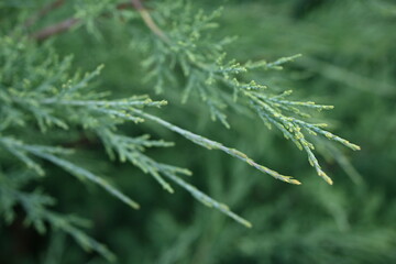 Green juniper branches close-up, green background, juniper branches texture , 