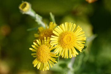 Fleurs jaunes de Pulicaire Dysentérique