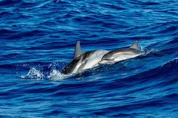 Fototapeta premium baby calf and mother striped dolphins jumping wild and free striped dolphin, Stenella coeruleoalba, in the coast of Genoa, Ligurian Sea, Italy