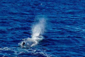 Obraz premium spermwhale on sea surface Sperm Whale blowing and breathing in mediterranean sea