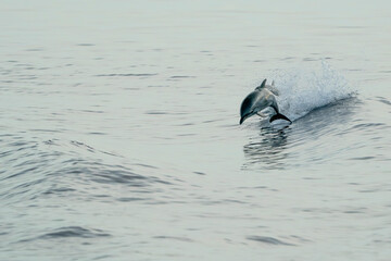 Obraz premium striped dolphins jumping wild and free striped dolphin, Stenella coeruleoalba, in the coast of Genoa, Ligurian Sea, Italy at sunset