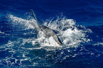 Fototapeta premium spermwhale on sea surface Sperm Whale diving tail detail somersault in mediterranean sea