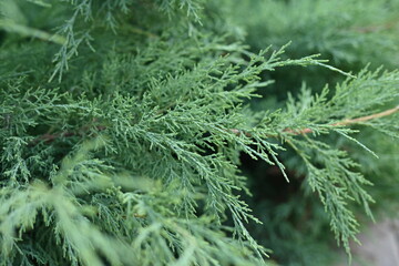 Green juniper branches close-up, green background, juniper branches texture , 