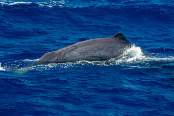 Fototapeta premium spermwhale on sea surface Sperm Whale diving at sunset in mediterranean sea