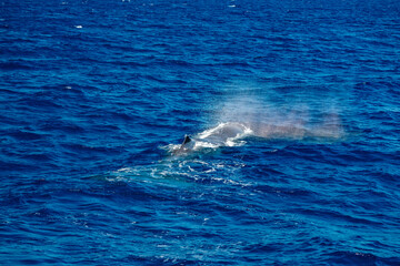 Fototapeta premium spermwhale on sea surface Sperm Whale blowing and breathing in mediterranean sea