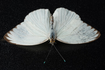 Front view of white moth - obrazy, fototapety, plakaty