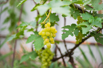 A ripe grape cluster hangs on the branch. The grapes are ready for harvest.