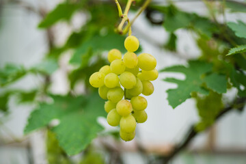 A ripe grape cluster hangs on the branch. The grapes are ready for harvest.