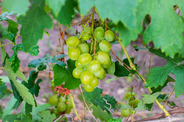 A ripe grape cluster hangs on the branch. The grapes are ready for harvest.