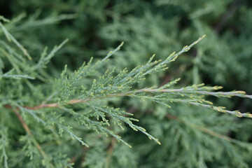 Green juniper branches close-up, green background, juniper branches texture , 