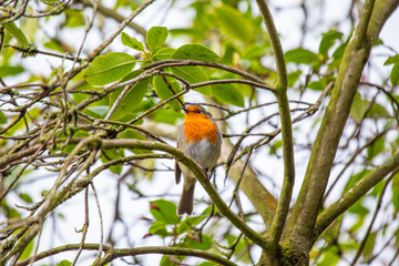 The European Robin (Erithacus rubecula), a symbol of joy in Europe, is a small bird with a red breast. Spotted in Dublin, Ireland.