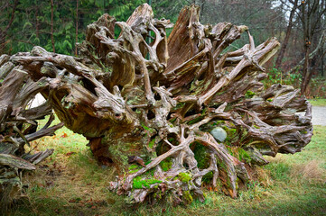Fallen large cedar roots. Weaves form a natural pattern. Root polished by rain and sun. Beautiful natural background.