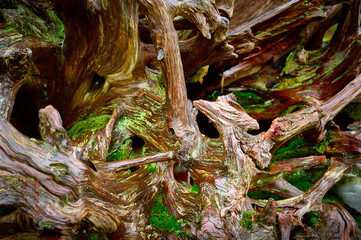 Fallen large cedar roots. Weaves form a natural pattern. Root polished by rain and sun. Beautiful natural background.
