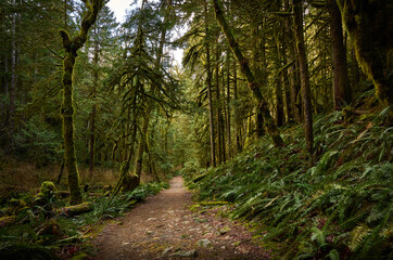 Scenic west coast rainforest, rich in moss, sword ferns, cedar trees, and Douglas fir trees. Hiking Trail in Skookumchuck Narrows Provincial Park. Sunshine Coast, British Columbia, Canada