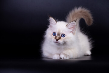 Sacred Birman kitten, birma on a black background