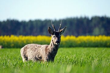 sarna na łonie natury