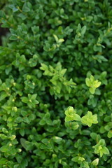 Close-up of green persimmon leaves, natural background, sustainable development concept, Mature boxwood branches, green boxwood leaves close-up, 