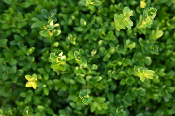 Close-up of green persimmon leaves, natural background, sustainable development concept, Mature boxwood branches, green boxwood leaves close-up, 