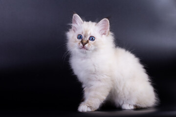 Sacred Birman kitten, birma on a black background