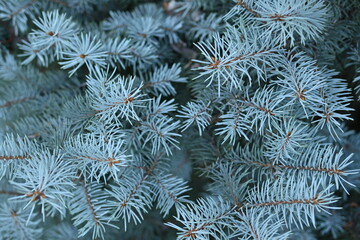 Naklejka na ściany i meble blue branches of a pine tree close-up, short needles of a coniferous tree close-up on a green background, texture of needles of a Christmas tree close-up, blue texture of pine branches