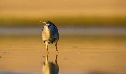Black-crowned Night Heron (Nycticorax nycticorax) is a wetland bird found in suitable habitats in Asia, Europe, America and Africa. It hunts especially at sunset and sunrise.